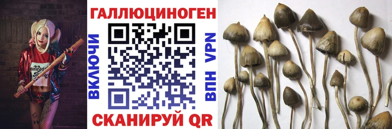 Галлюциногенные грибы Psilocybine cubensis  Улан-Удэ 